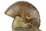 Iridescent Fossil Ammonite (Discoscaphites) - South Dakota #189352-3